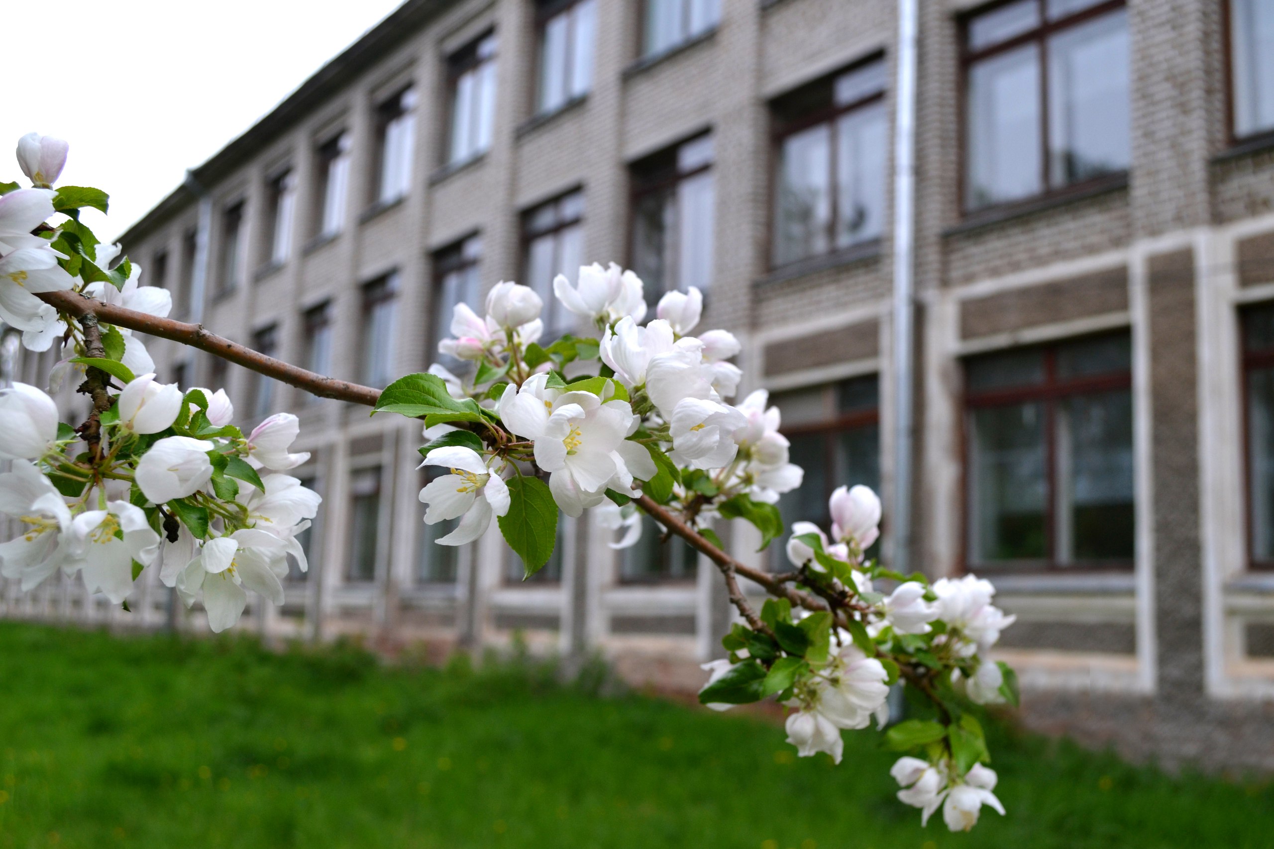 фото школы